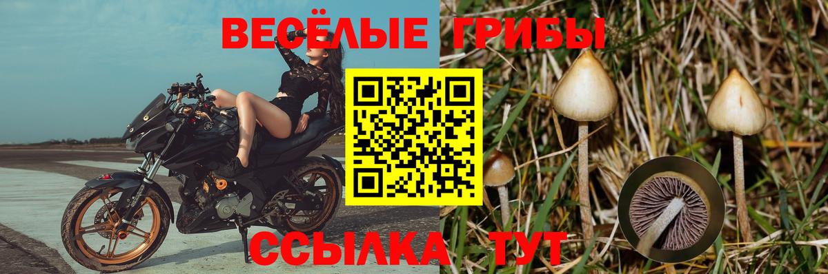 Среднеуральск  Галлюциногенные грибы Psilocybe  Вход с VPN 